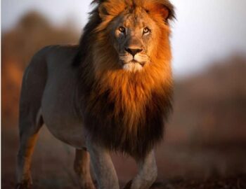 WhatsApp-Image-2025-10-08-at-2.06.10-PM